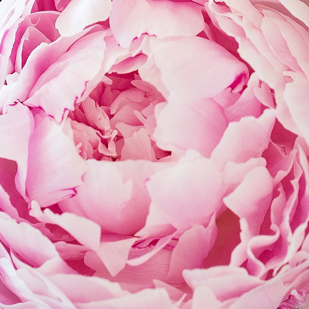 Square - Sarah Bernhard Peony - close up