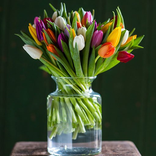 
                      
                        Square---Single---Mixed-Tulips
                      
                    