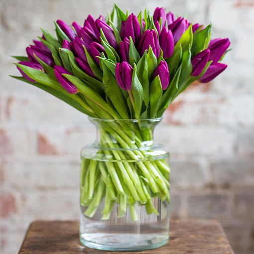 
                      
                        Square---Single---Purple-Tulips
                      
                    