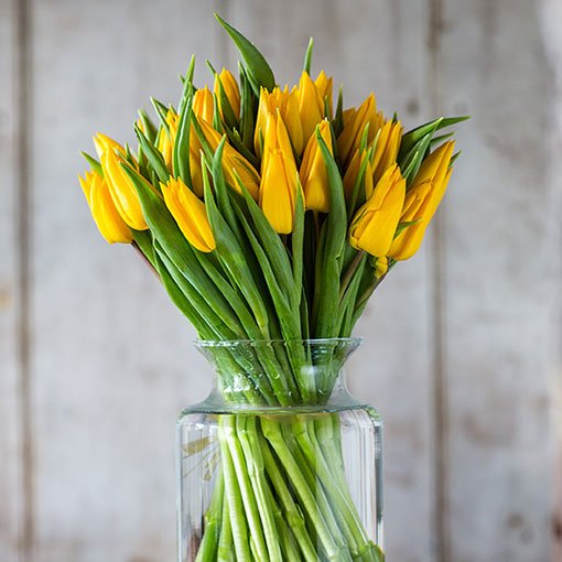 
                      
                        Square---Single---Yellow-Tulips
                      
                    