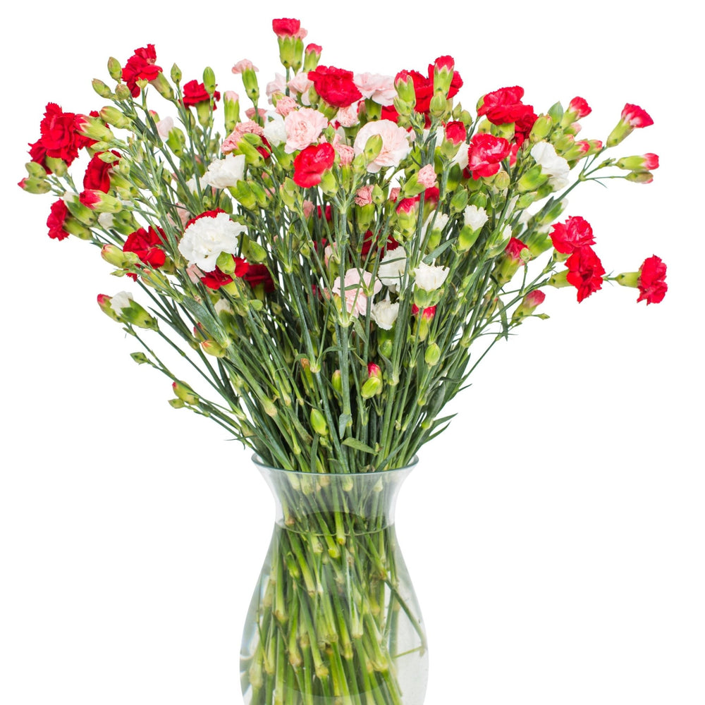 Square - Spray Carnations - Mixed