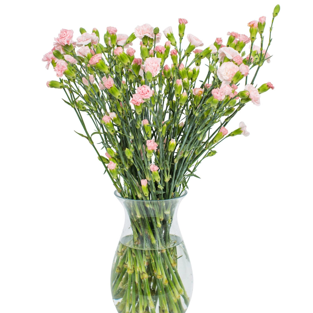 Square - Spray Carnations - Pink