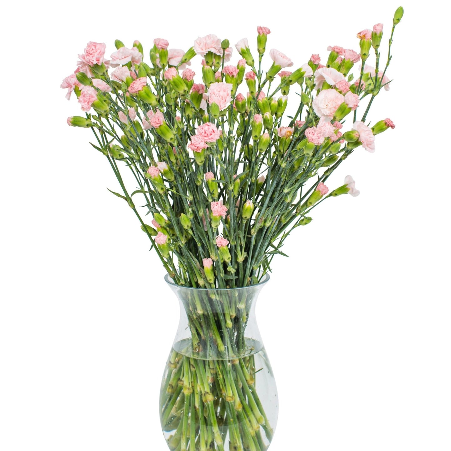 Square - Spray Carnations - Pink