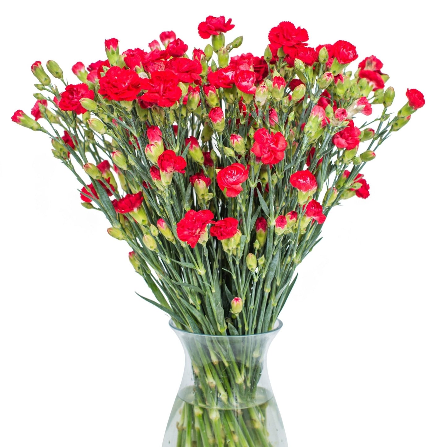 Square - Spray Carnations - Red