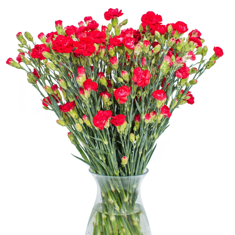 Carnations - Spray - Red