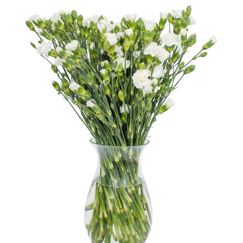 Square - Spray Carnations - White