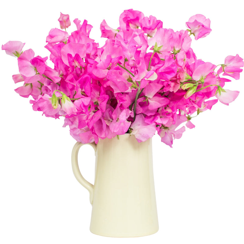 Sweet Peas - Bright Pink