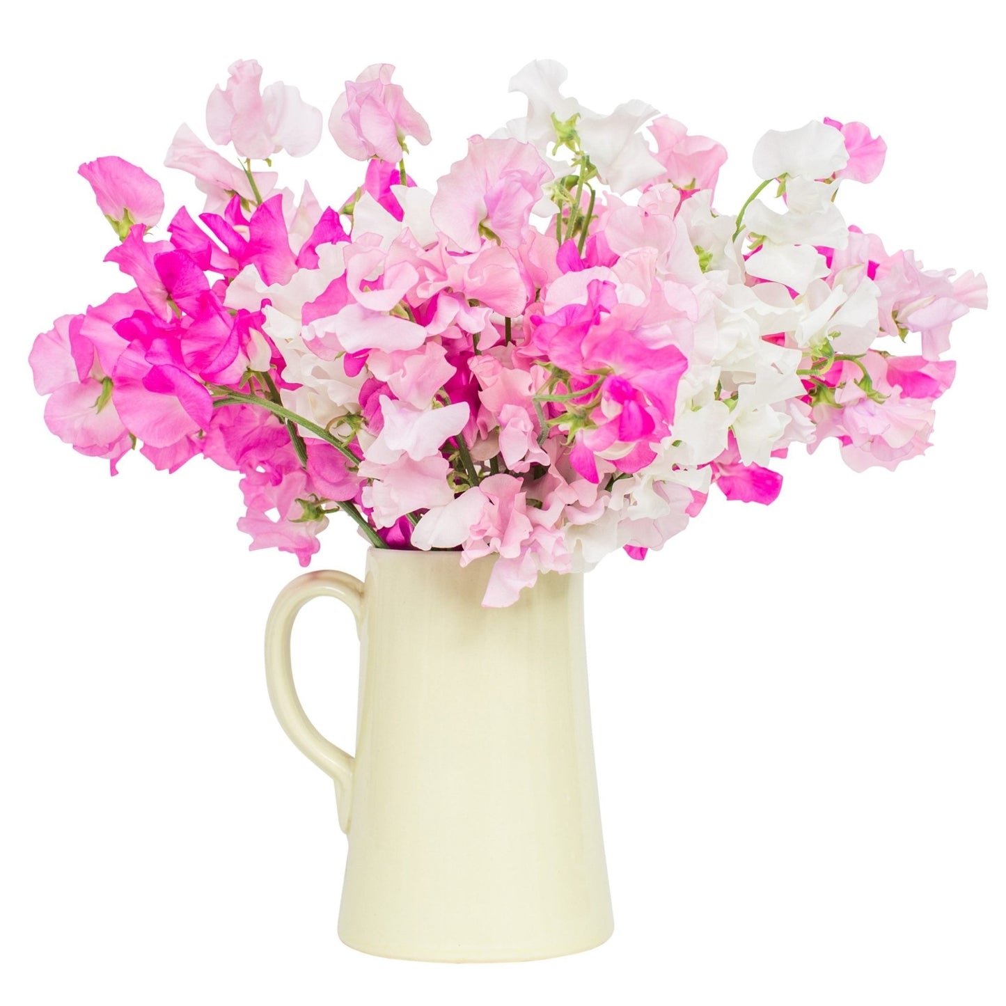 Square - Sweet Peas - Mixed