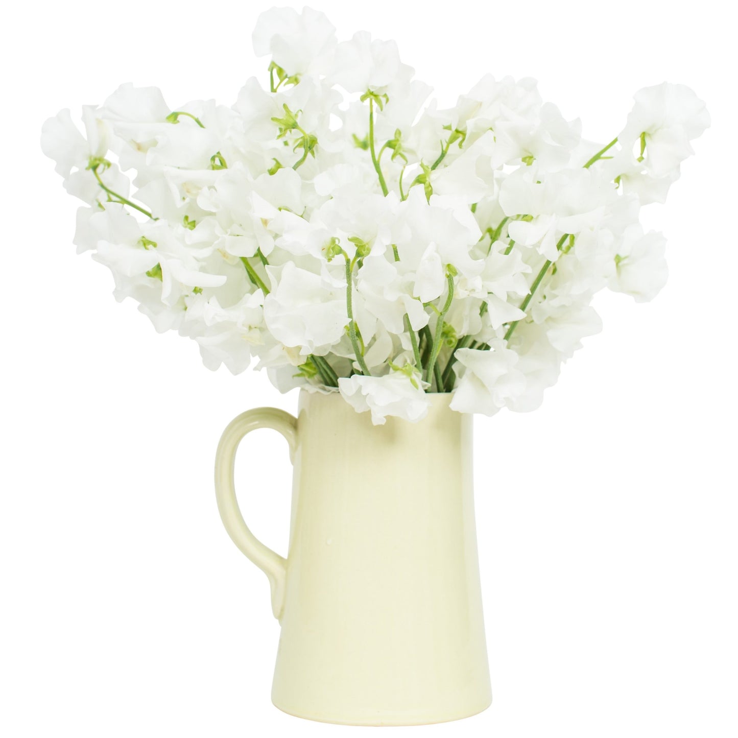 Square - Sweet Peas - White