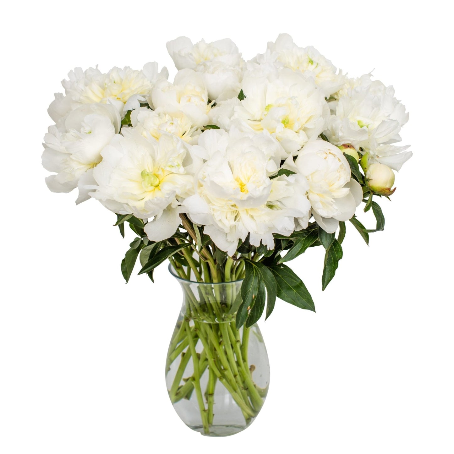 Square - White Peonies