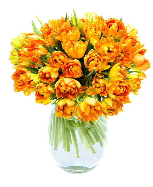 Tulips - Orange - Double