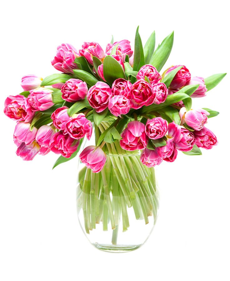 Tulips - Double - Pink & Cream