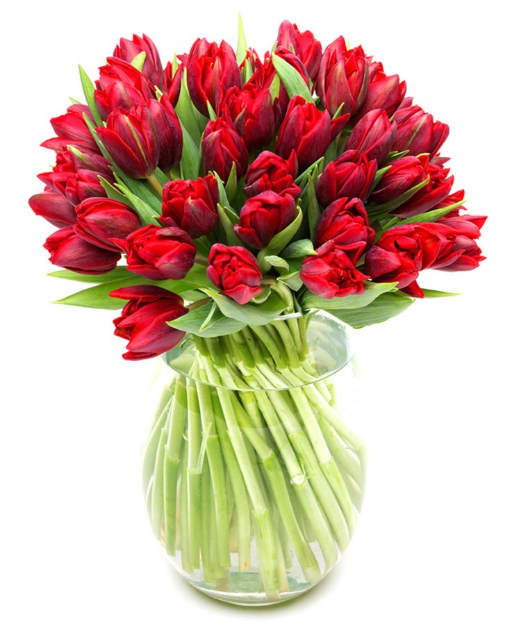 Tulips - Double -  Red