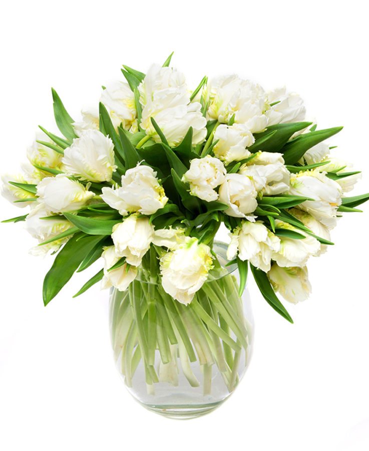 Tulips - Double  - White and Green