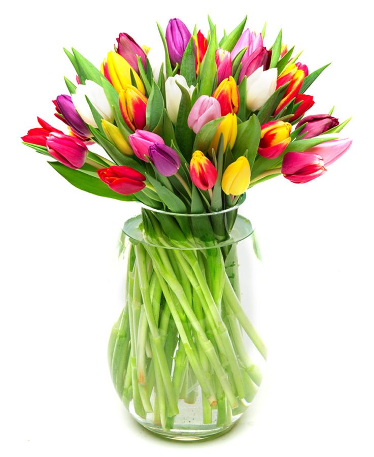 Tulips - Mixed