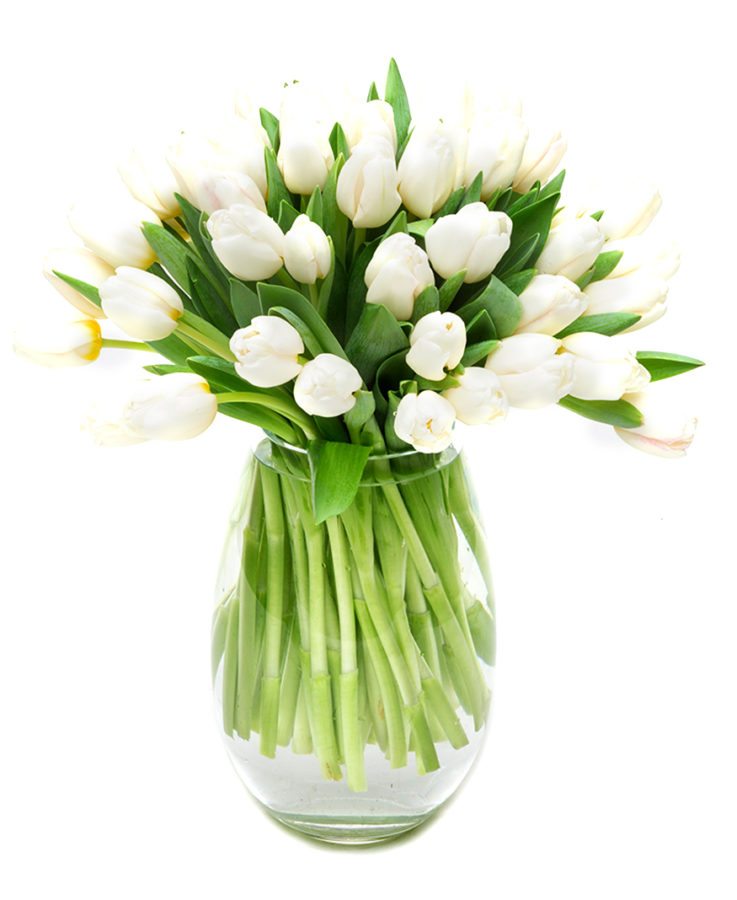 
                      
                        Tulips - White
                      
                    