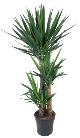 
                      
                        Yucca - 160cm
                      
                    