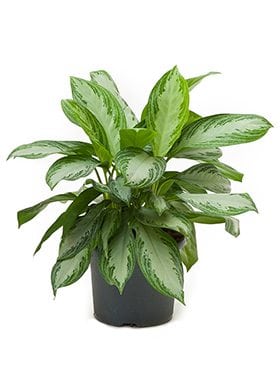 
                      
                        Aglaonema silver bay
                      
                    