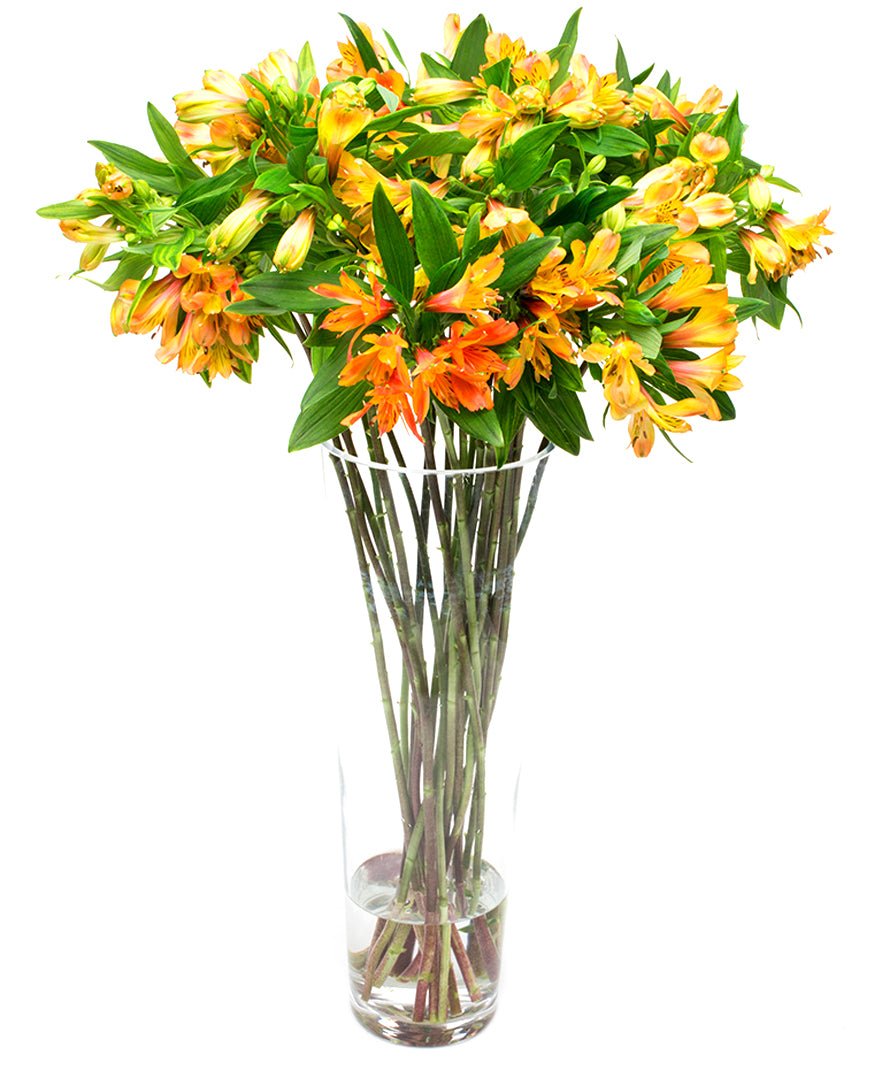 Alstroemeria - Orange