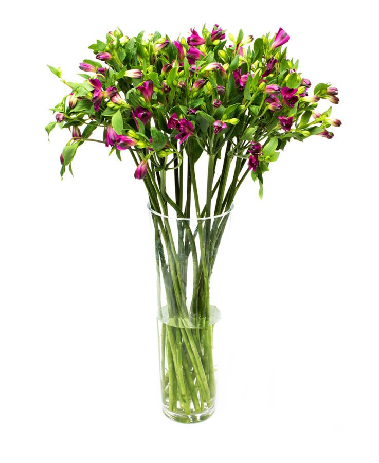 Alstroemeria - Purple