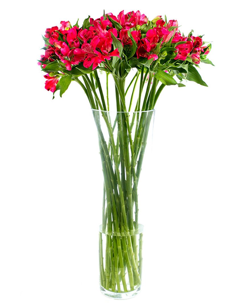 Alstroemeria - Red