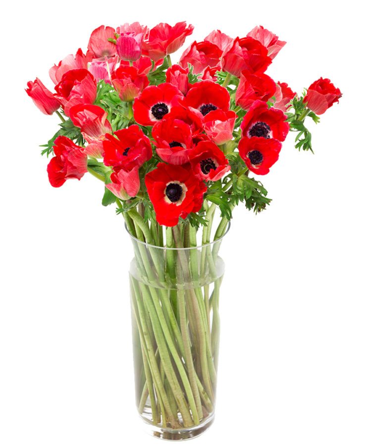 Anemones - Red