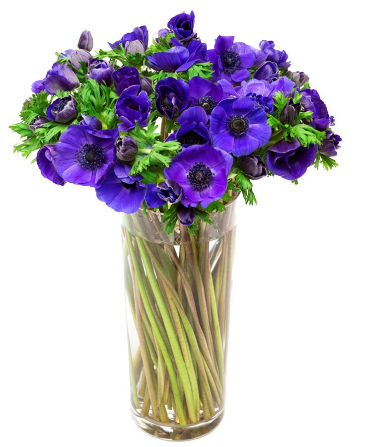 Blue Anemones Flowers Delivered