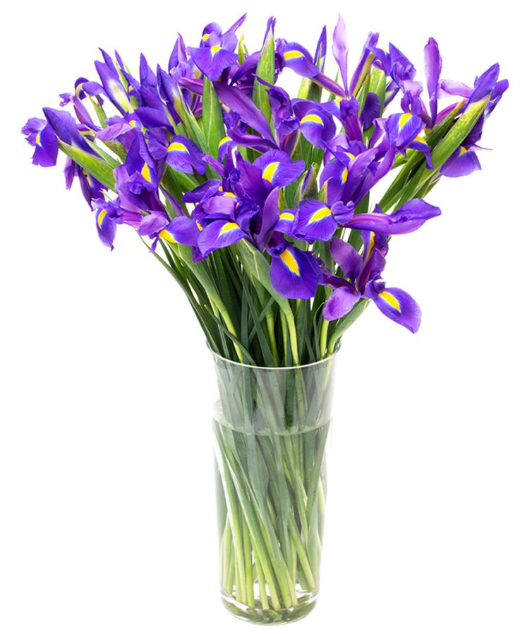 Blue Iris Flowers Delivered