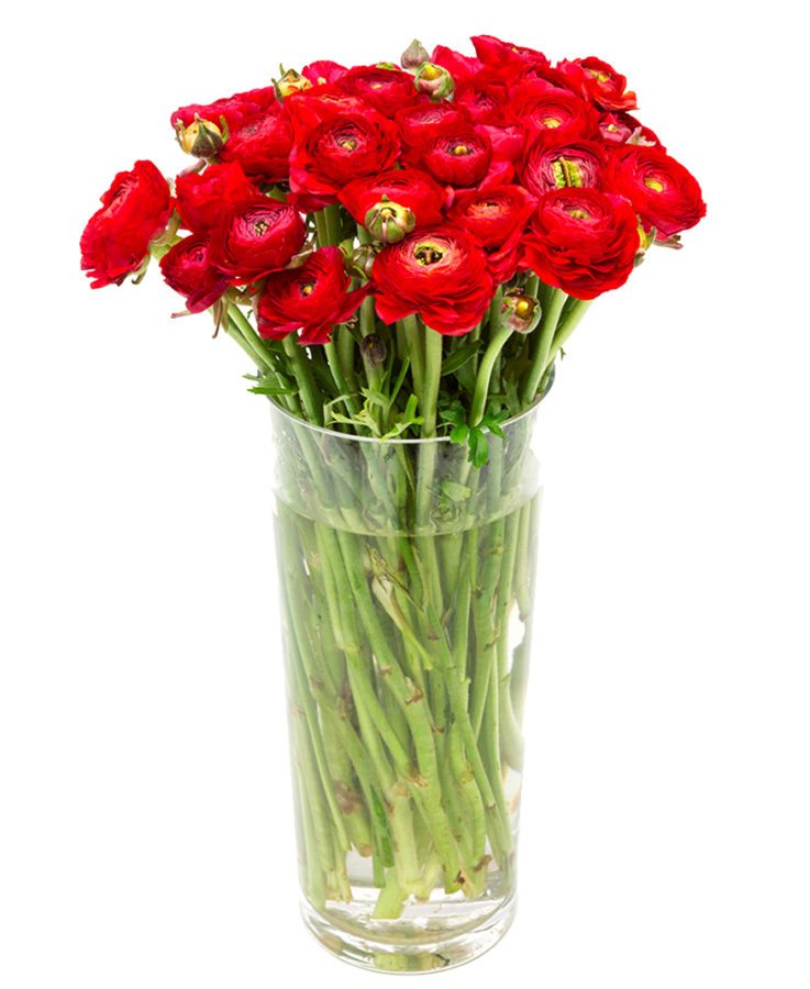 Bunch of Ranunculus - Red