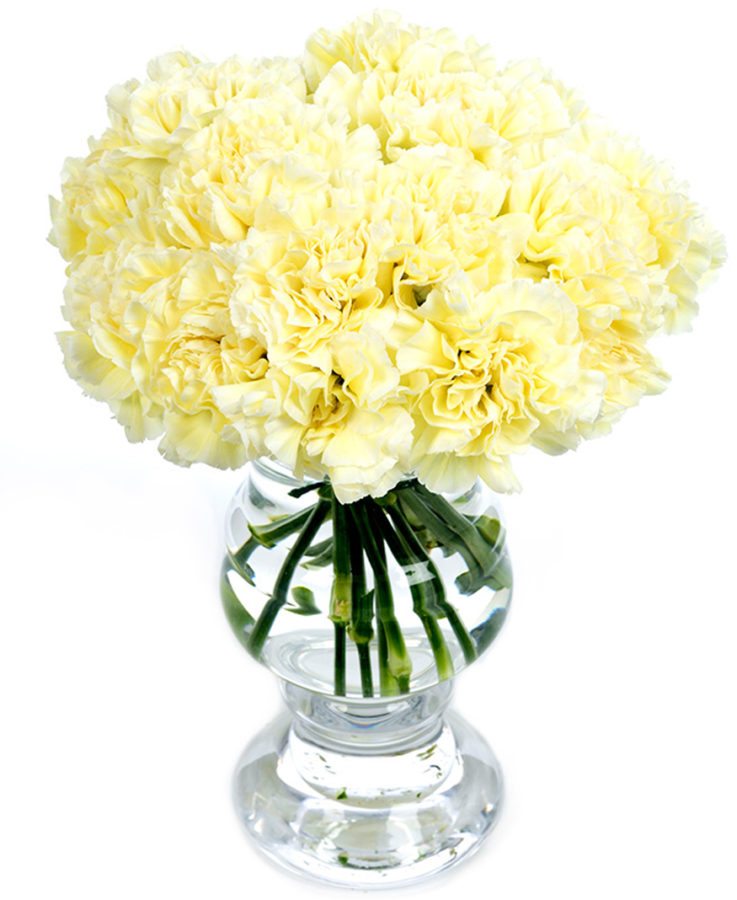 
                      
                        Carnations - Cream
                      
                    