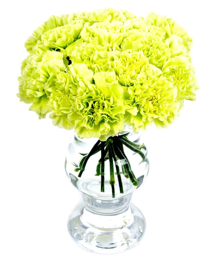 
                      
                        Carnations - Green
                      
                    