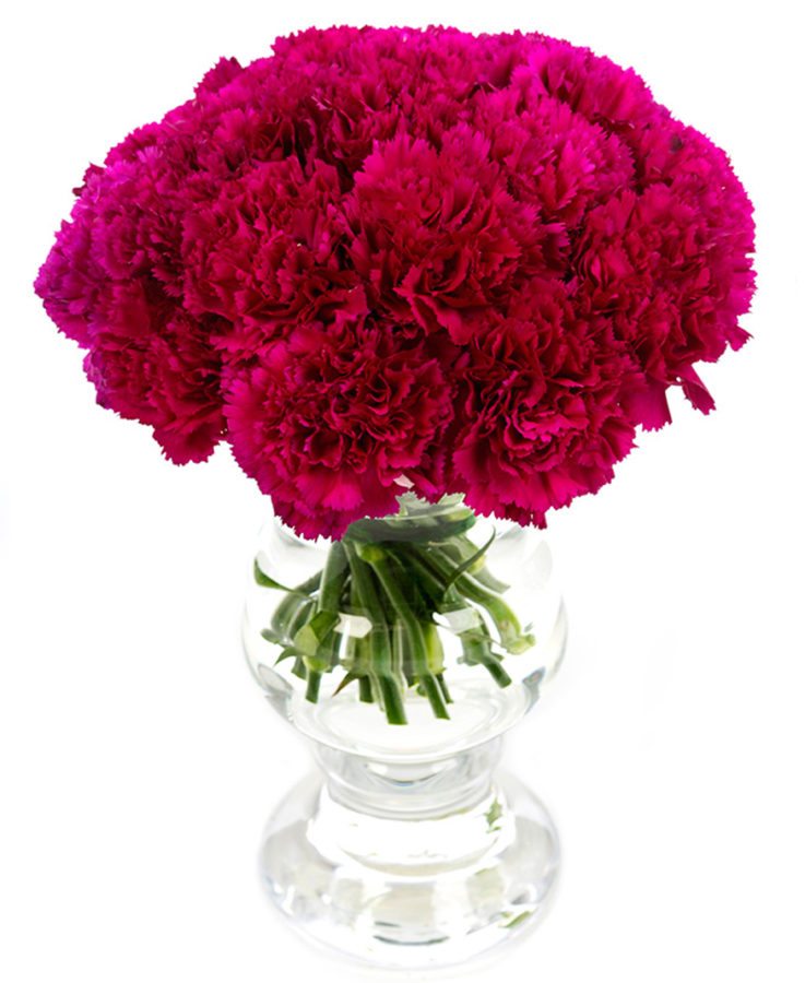 Carnations - Magenta