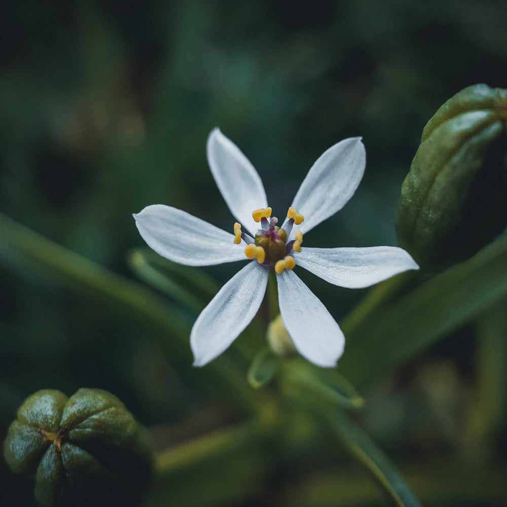 Flowers by Flourish