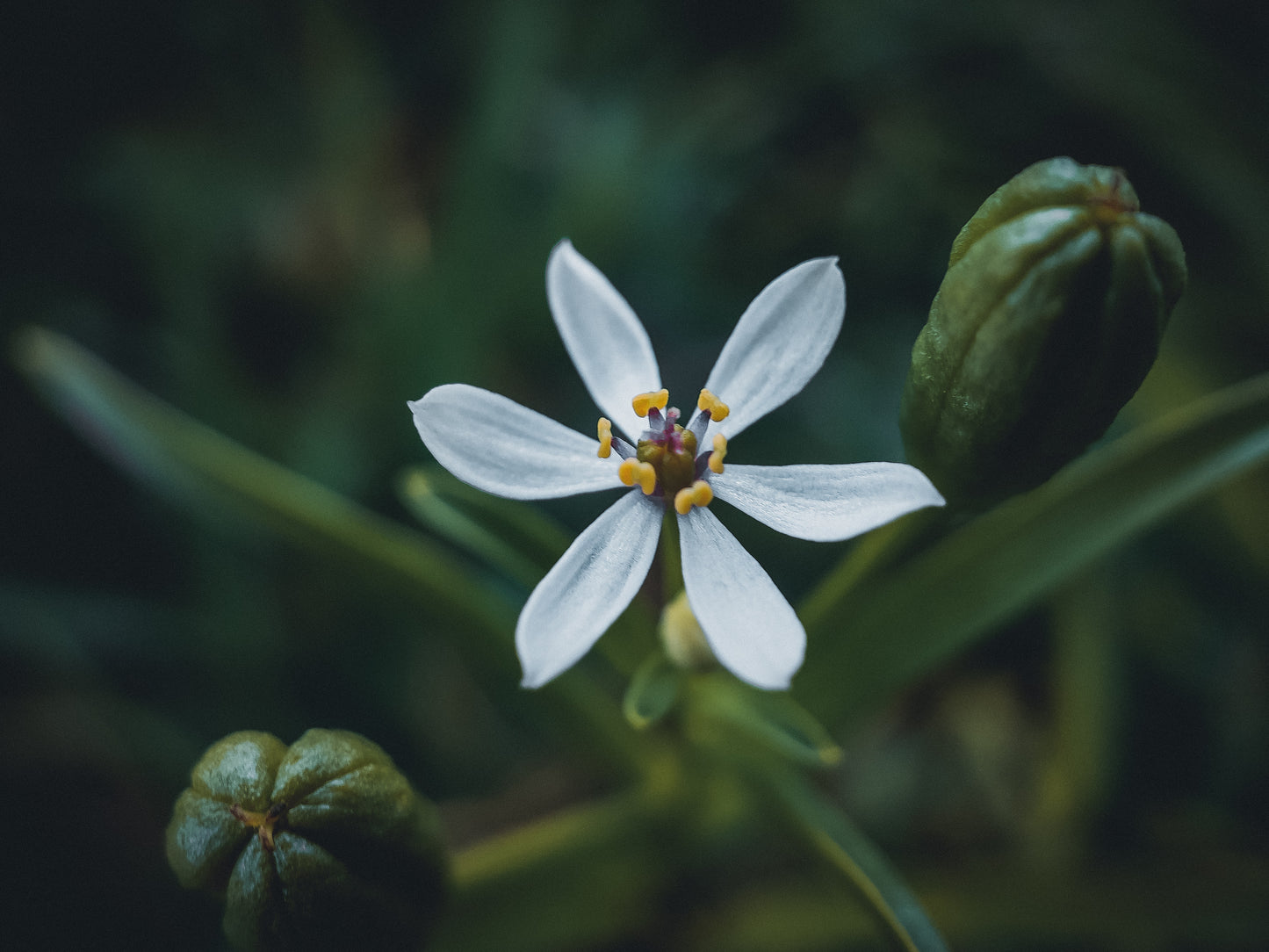 Flowers by Flourish