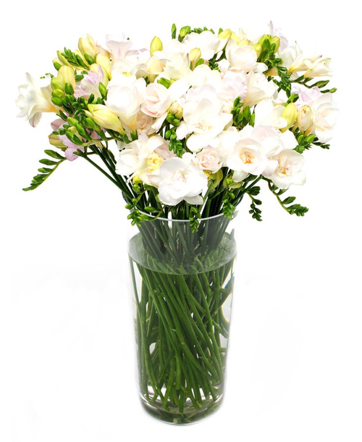 
                      
                        Cream Freesias Flowers Delivered
                      
                    