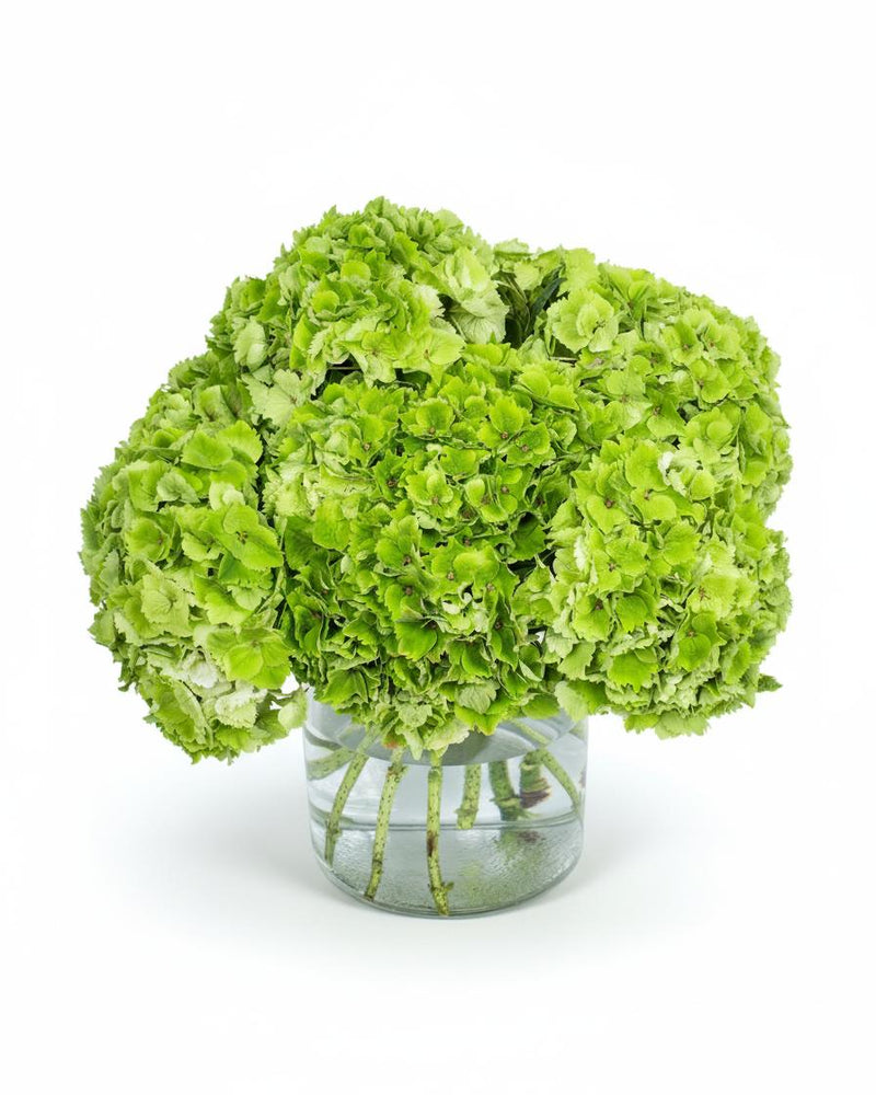 Fresh, Green and Full of Energy