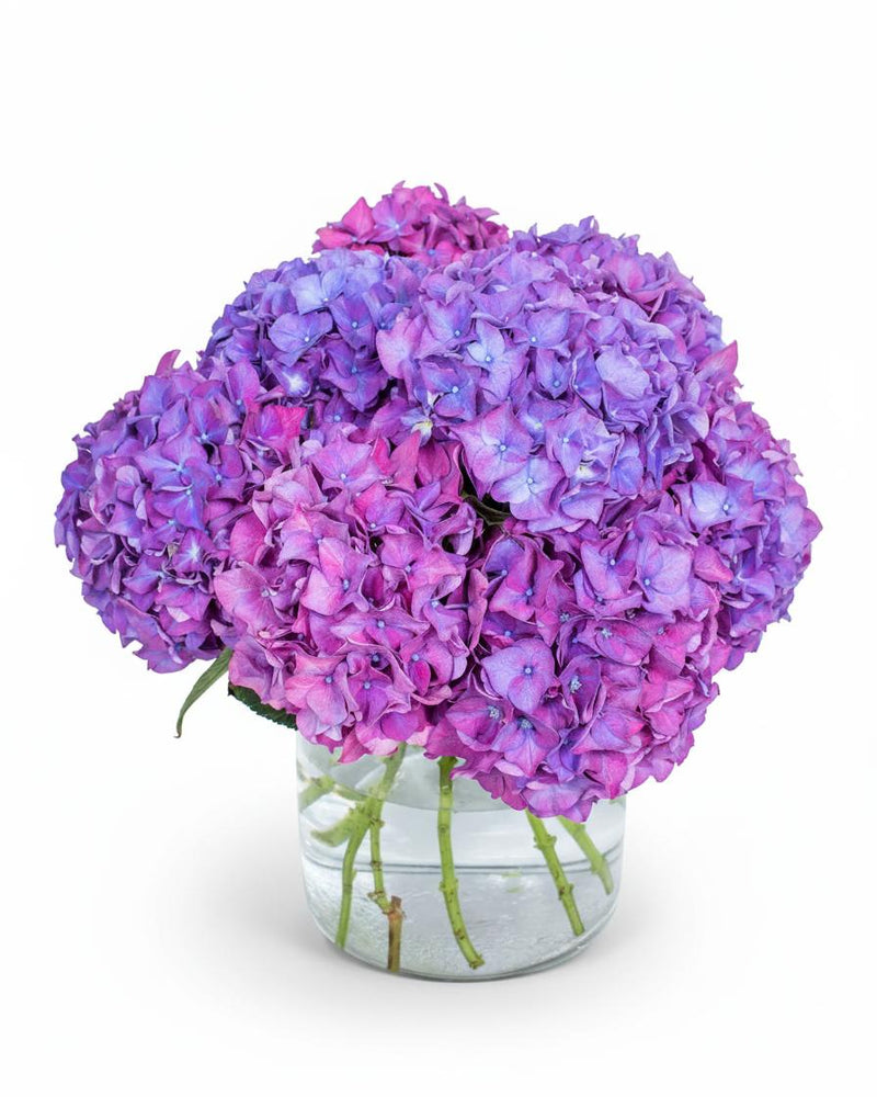 Purple Hydrangea