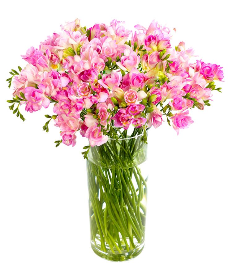 Freesias - Pink