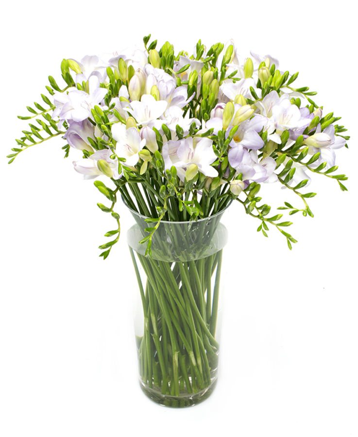 Freesias - Purple