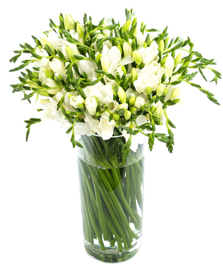 
                      
                        Freesias - White
                      
                    