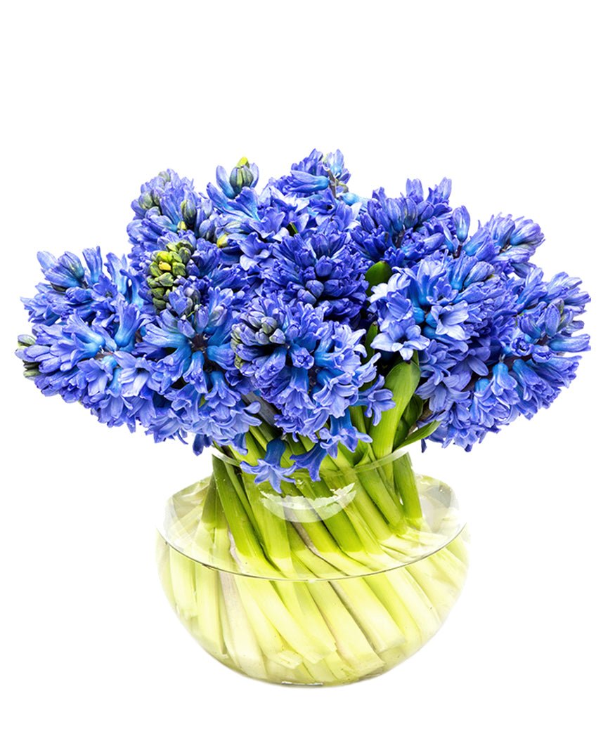 Hyacinths Blue