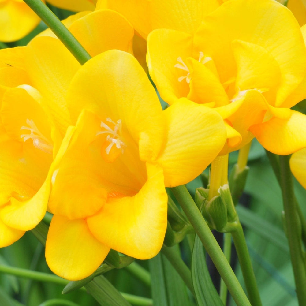 
                      
                        Yellow Freesia
                      
                    