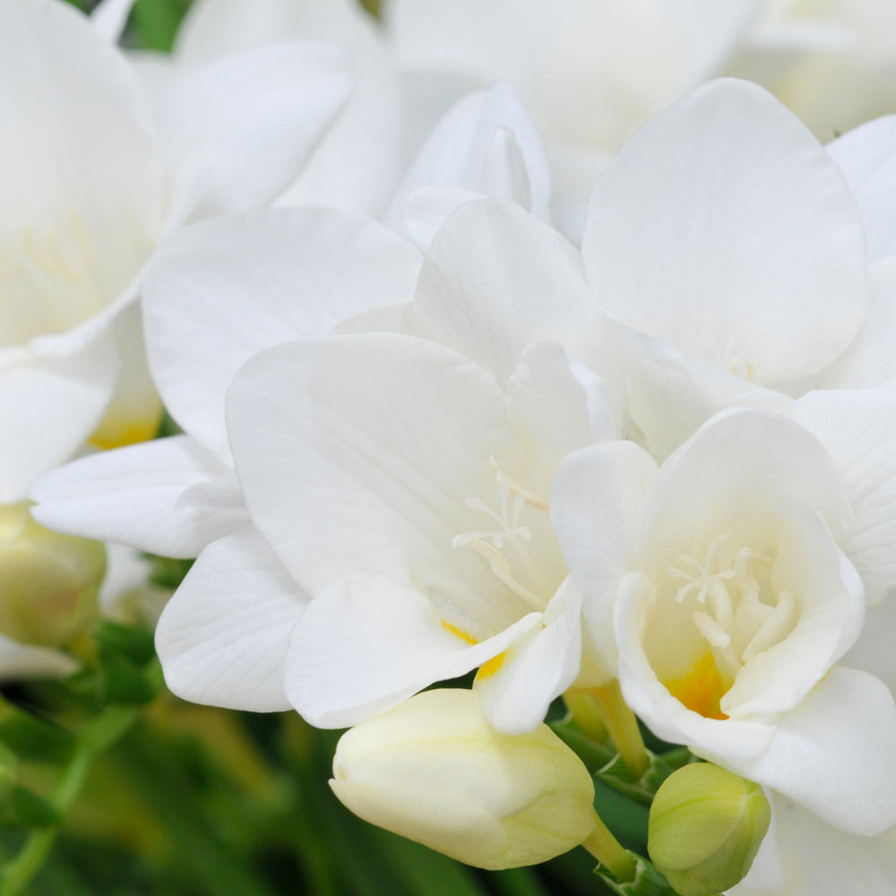 
                      
                        White Freesia in Spring
                      
                    