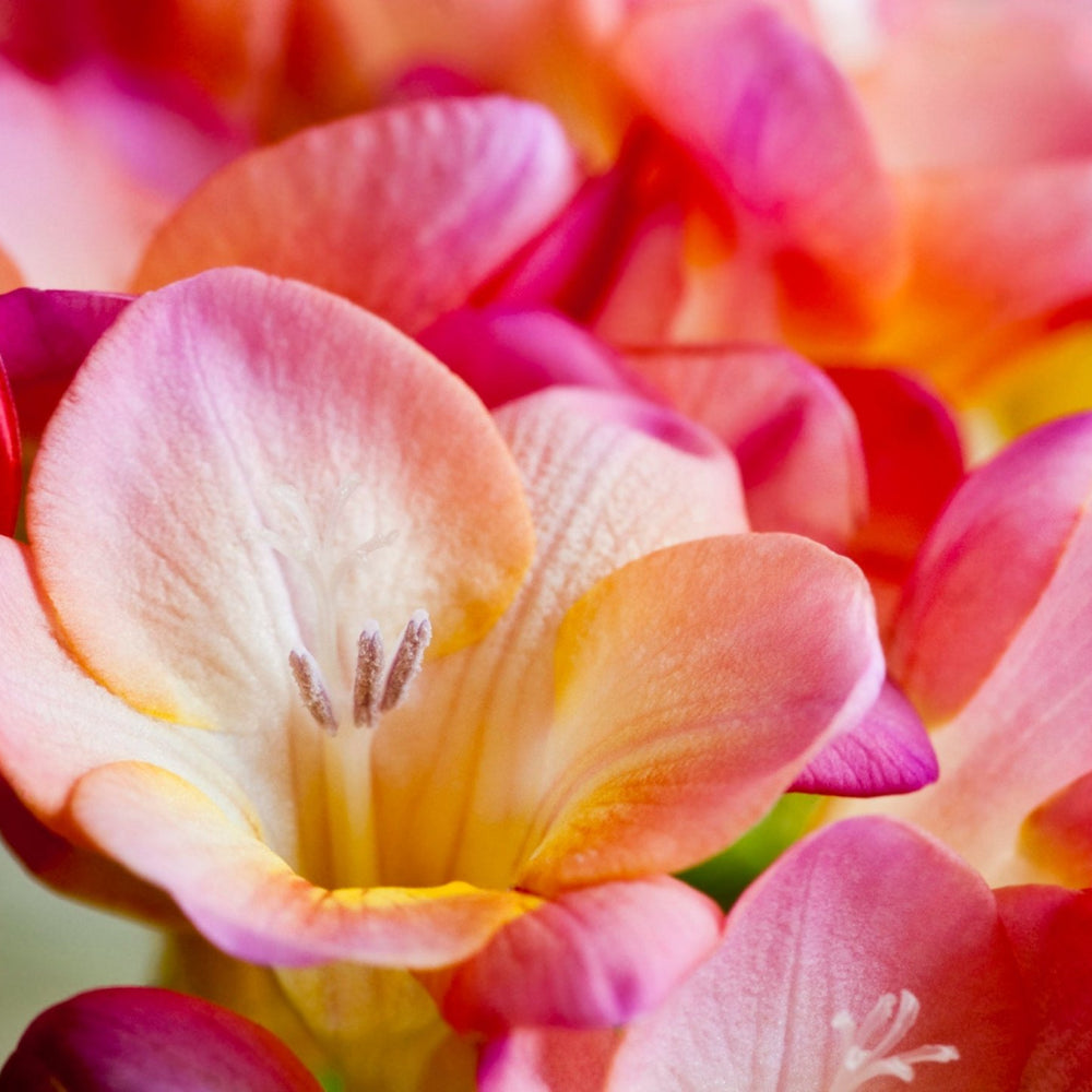 
                      
                        Close-up shot of an open flower within a bouquet
                      
                    