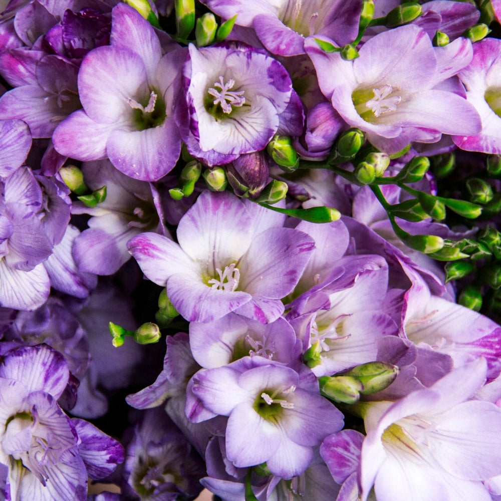 
                      
                        Freesias and ferns
                      
                    