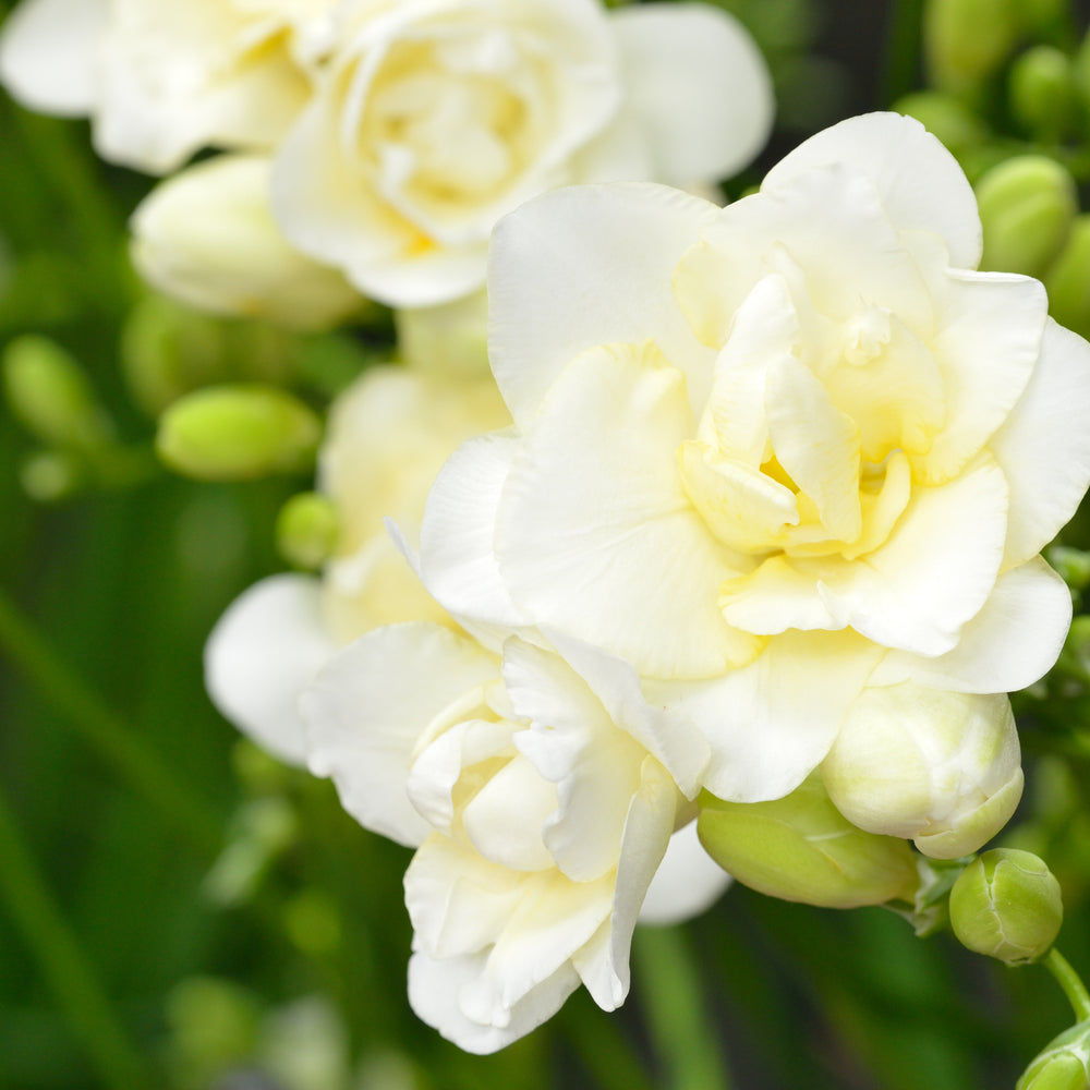 
                      
                        White freesia
                      
                    