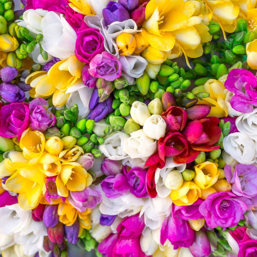 
                      
                        freesia background
                      
                    