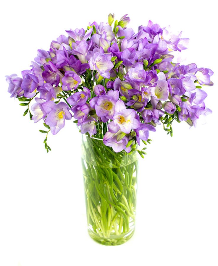 
                      
                        Lilac Freesias Flower Delivery
                      
                    