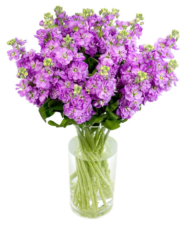 Lilac Stocks for the Home or Office