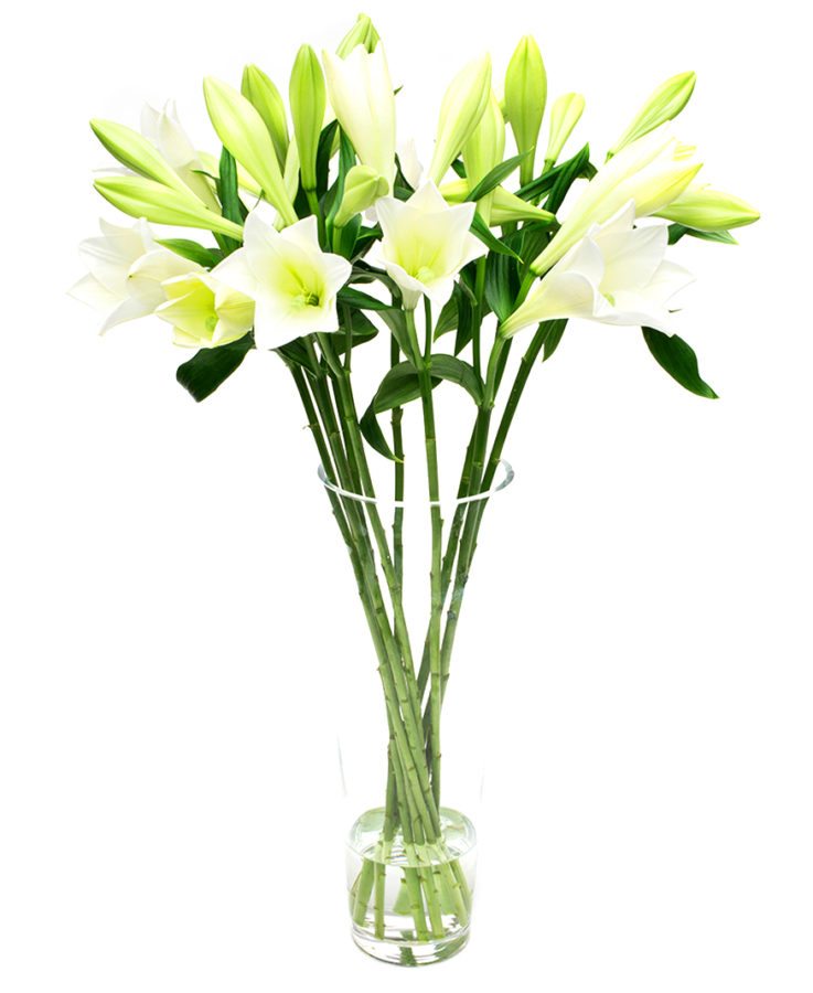 Longiflorum White Lilies Delivered